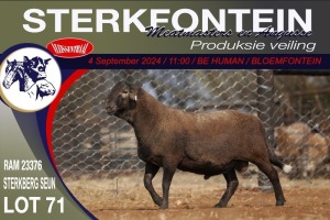 1X MEATMASTER RAM STERKFONTEIN MEATMASTERS