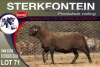 1X MEATMASTER RAM STERKFONTEIN MEATMASTERS - 2