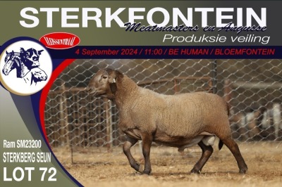 1X MEATMASTER RAM STERKFONTEIN MEATMASTERS