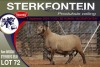 1X MEATMASTER RAM STERKFONTEIN MEATMASTERS - 2