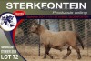 1X MEATMASTER RAM STERKFONTEIN MEATMASTERS - 3