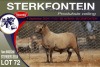 1X MEATMASTER RAM STERKFONTEIN MEATMASTERS - 4