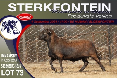 1X MEATMASTER RAM STERKFONTEIN MEATMASTERS