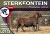 1X MEATMASTER RAM STERKFONTEIN MEATMASTERS - 2