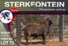 1X MEATMASTER RAM STERKFONTEIN MEATMASTERS - 3