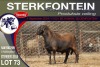 1X MEATMASTER RAM STERKFONTEIN MEATMASTERS - 4