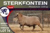 1X MEATMASTER RAM STERKFONTEIN MEATMASTERS