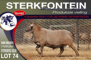 1X MEATMASTER RAM STERKFONTEIN MEATMASTERS