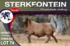 1X MEATMASTER RAM STERKFONTEIN MEATMASTERS - 2