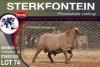 1X MEATMASTER RAM STERKFONTEIN MEATMASTERS - 3