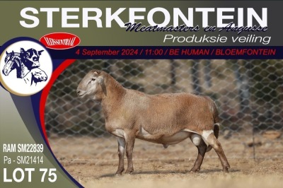 1X MEATMASTER RAM STERKFONTEIN MEATMASTERS