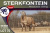 1X MEATMASTER RAM STERKFONTEIN MEATMASTERS - 2