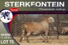 1X MEATMASTER RAM STERKFONTEIN MEATMASTERS - 4