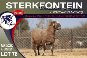 1X MEATMASTER RAM STERKFONTEIN MEATMASTERS