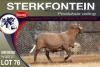 1X MEATMASTER RAM STERKFONTEIN MEATMASTERS - 2