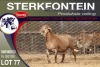 1X MEATMASTER RAM STERKFONTEIN MEATMASTERS