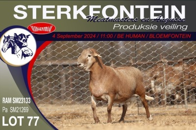 1X MEATMASTER RAM STERKFONTEIN MEATMASTERS