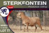 1X MEATMASTER RAM STERKFONTEIN MEATMASTERS - 2