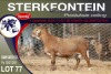 1X MEATMASTER RAM STERKFONTEIN MEATMASTERS - 4