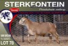 1X MEATMASTER RAM STERKFONTEIN MEATMASTERS