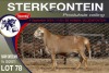 1X MEATMASTER RAM STERKFONTEIN MEATMASTERS - 2