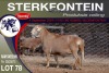 1X MEATMASTER RAM STERKFONTEIN MEATMASTERS - 3