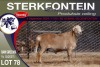 1X MEATMASTER RAM STERKFONTEIN MEATMASTERS - 4