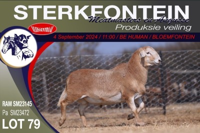 1X MEATMASTER RAM STERKFONTEIN MEATMASTERS