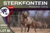 1X MEATMASTER RAM STERKFONTEIN MEATMASTERS