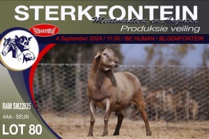 1X MEATMASTER RAM STERKFONTEIN MEATMASTERS