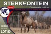 1X MEATMASTER RAM STERKFONTEIN MEATMASTERS - 3