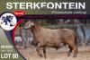 1X MEATMASTER RAM STERKFONTEIN MEATMASTERS - 4