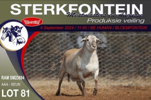 1X MEATMASTER RAM STERKFONTEIN MEATMASTERS