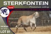 1X MEATMASTER RAM STERKFONTEIN MEATMASTERS - 2