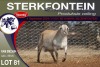 1X MEATMASTER RAM STERKFONTEIN MEATMASTERS - 3