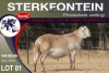 1X MEATMASTER RAM STERKFONTEIN MEATMASTERS - 4