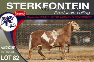 1X MEATMASTER RAM STERKFONTEIN MEATMASTERS