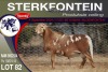 1X MEATMASTER RAM STERKFONTEIN MEATMASTERS - 2