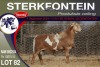 1X MEATMASTER RAM STERKFONTEIN MEATMASTERS - 3