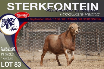 1X MEATMASTER RAM STERKFONTEIN MEATMASTERS