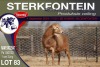 1X MEATMASTER RAM STERKFONTEIN MEATMASTERS - 2