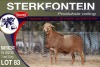 1X MEATMASTER RAM STERKFONTEIN MEATMASTERS - 3