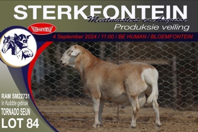 1X MEATMASTER RAM STERKFONTEIN MEATMASTERS