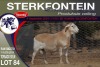 1X MEATMASTER RAM STERKFONTEIN MEATMASTERS - 3