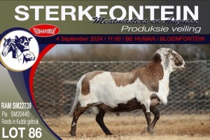 1X MEATMASTER RAM STERKFONTEIN MEATMASTERS