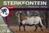 1X MEATMASTER RAM STERKFONTEIN MEATMASTERS - 2