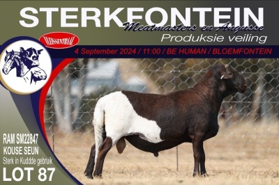 1X MEATMASTER RAM STERKFONTEIN MEATMASTERS