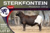 1X MEATMASTER RAM STERKFONTEIN MEATMASTERS - 2