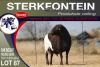 1X MEATMASTER RAM STERKFONTEIN MEATMASTERS - 3