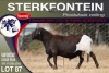 1X MEATMASTER RAM STERKFONTEIN MEATMASTERS - 4